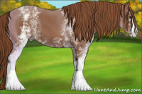 Horse Color:White Spotted Chestnut 