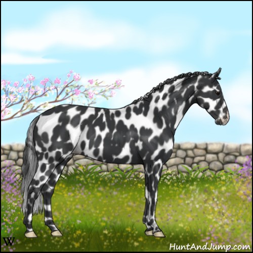 Horse Color:Black Appaloosa 