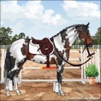 Horse Color:White Spotted Brown 
