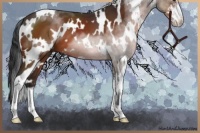 Horse Color:White Spotted Brown Sabino