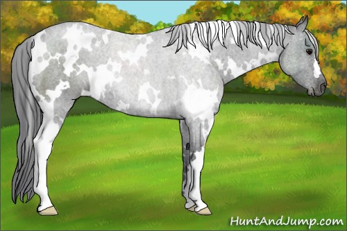 Horse Color:White Spotted Black 