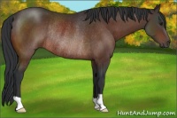 Horse Color:Brown Rabicano 