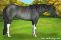 Horse Color:Black Rabicano 