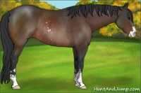 Horse Color:Bay Sabino Rabicano 