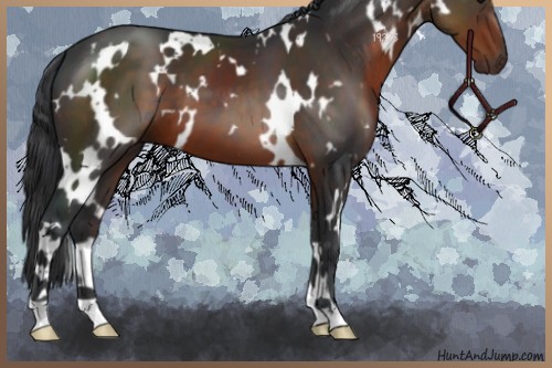 Horse Color:White Spotted Brown 