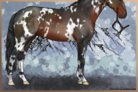 Horse Color:White Spotted Brown 