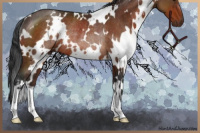 Horse Color:White Spotted Brown Rabicano 