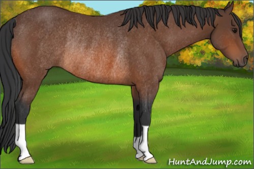 Horse Color:Bay Rabicano 
