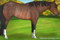 Horse Color:Bay Rabicano 