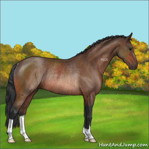 Horse Color:Bay Rabicano 