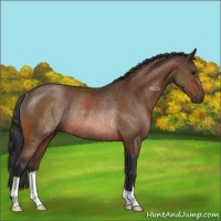 Horse Color:Bay Rabicano 