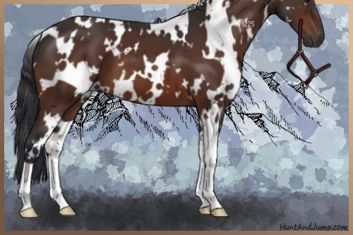 Horse Color:White Spotted Brown 