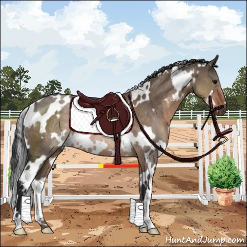 Horse Color:White Spotted Brown Dun Rabicano 