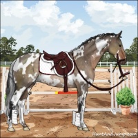 Horse Color:White Spotted Brown Dun Rabicano