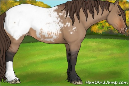 Horse Color:Bay Dun Appaloosa 
