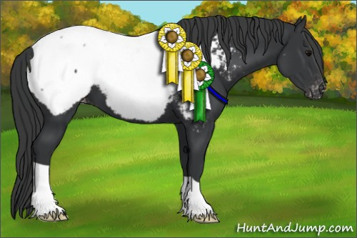 Horse Color:Black Appaloosa