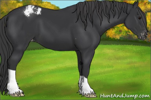 Horse Color:Black Appaloosa 