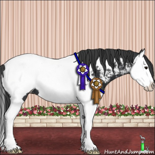 Horse Color:Black Splash Appaloosa 