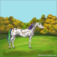 Horse Color:Painted Liver Red Dun Tobiano Appaloosa 