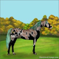 Horse Color:Painted White Spotted Liver Chestnut Splash Appaloosa 