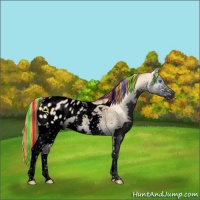 Horse Color:Void Painted Red Dun Onyx Splash Tobiano Appaloosa 