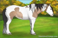 Horse Color:Bay Dun Splash Tobiano Rabicano 