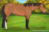 Horse Color:Bay 