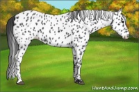 Horse Color:Black Appaloosa 