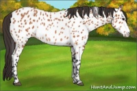 Horse Color:Bay Near Leopard Rabicano 