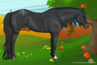 Horse Color:Black Sabino Appaloosa 