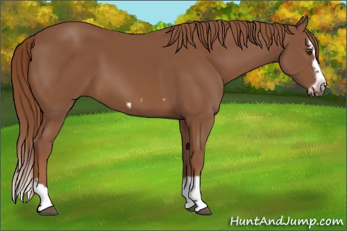 Horse Color:Chestnut Splash Frame 