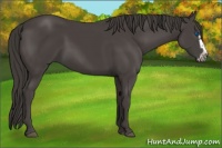 Horse Color:Smoky Black Splash Frame 
