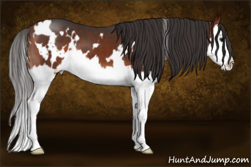 Horse Color:White Spotted Bay Sabino Splash 