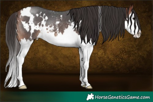Horse Color:White Spotted Bay Sabino Splash 