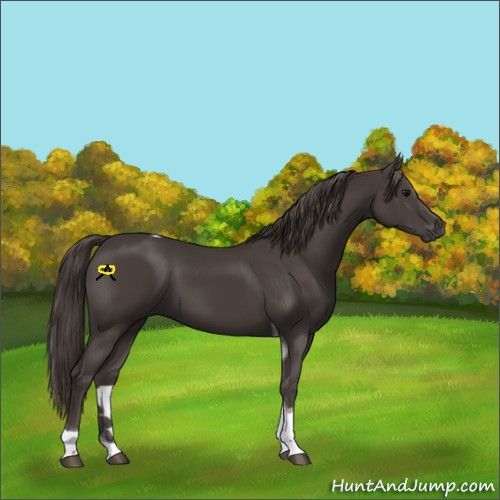 Horse Color:Smoky Black Tobiano