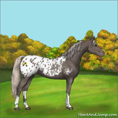 Horse Color:Silver Black Tobiano Blanket