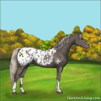 Horse Color:Silver Black Tobiano Appaloosa 