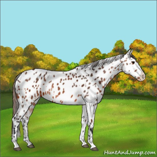 Horse Color:Bay Near Leopard  and Bay Near Leopard 
