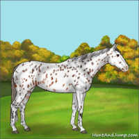 Horse Color:Bay Near Leopard  and Bay Near Leopard 