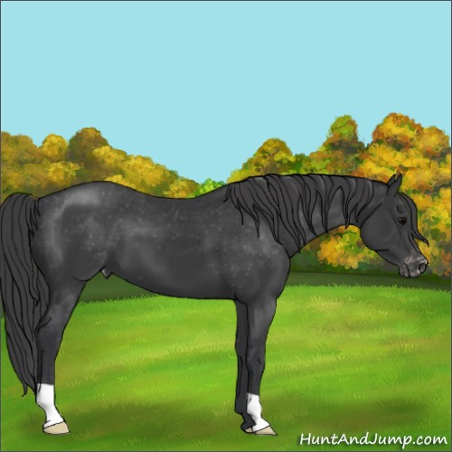 Horse Color:Black Appaloosa 