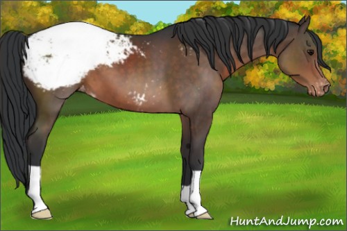 Horse Color:Brown Snowcap 