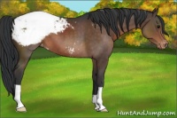 Horse Color:Brown Appaloosa 