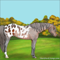 Horse Color:Brown Appaloosa Rabicano 