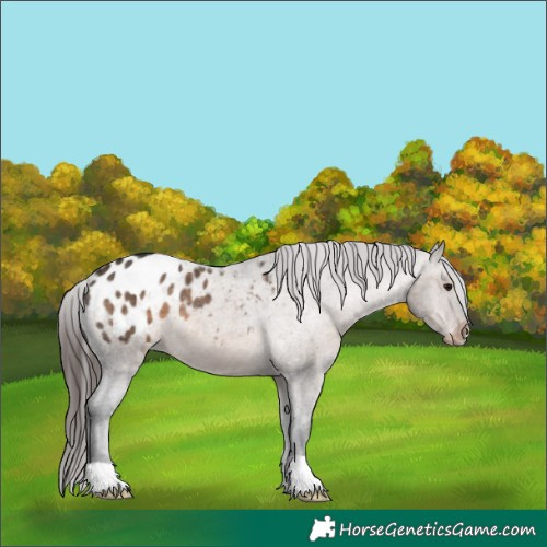 Horse Color:Brown Dun Appaloosa 