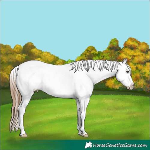 Horse Color:Chestnut Sabino Varnish 