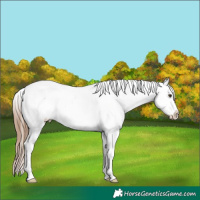 Horse Color:Chestnut Sabino Varnish 