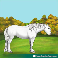 Horse Color:White Spotted Silver Brown Appaloosa 