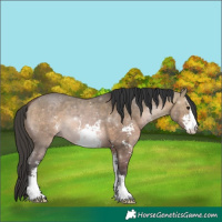 Horse Color:Bay Dun Sabino
