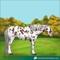 Horse Color:White Spotted Liver Chestnut Tobiano Appaloosa 