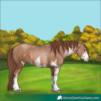 Horse Color:Chocolate Brown Pearl Sabino